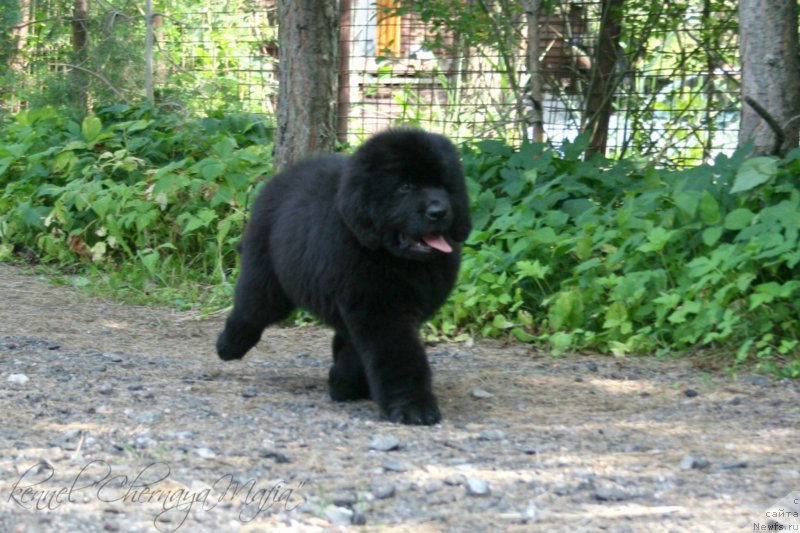 Фотография № 130934