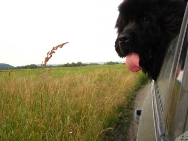 Фото: ньюфаундленд Ньюфорт Холд Ми Клоуз