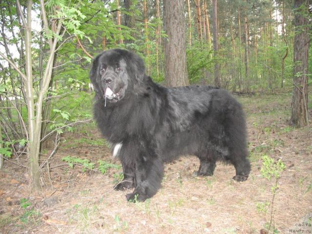 Фото: ньюфаундленд Хамэни из Медвежьего яра