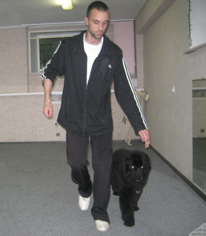 Фото: ньюфаундленд Вин Дизель для Ньюфорт