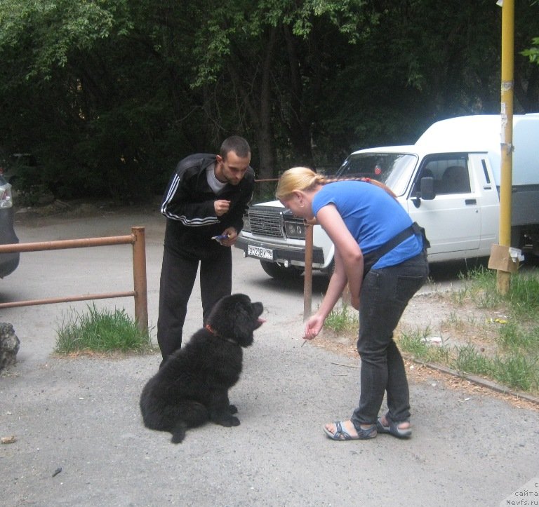 Фото: ньюфаундленд Вин Дизель для Ньюфорт