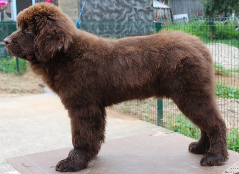 Фото: ньюфаундленд Акватория Келвин Щоколад