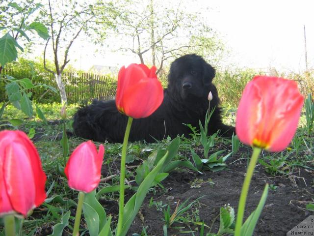 Фото: ньюфаундленд Арманьяк Души Моей