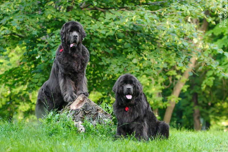 Фото: ньюфаундленд Мелти Вейв Марин Тифея (Melty Wave Marine Tifeya), ньюфаундленд Дюрбахлер Клаб Альфаретта Виньетта