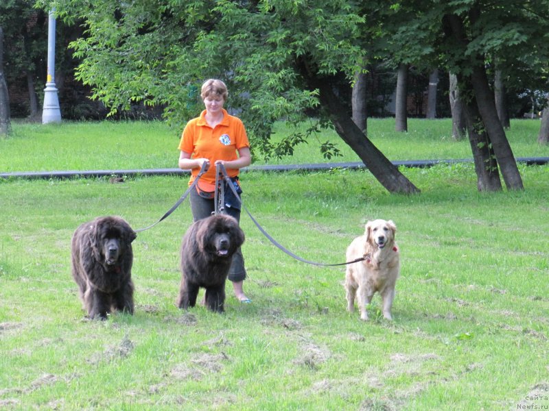 Фото: ньюфаундленд Дюрбахлер Клаб Альфаретта Виньетта, ньюфаундленд Мелти Вейв Марин Тифея (Melty Wave Marine Tifeya), Лиса, Анна Петрушкина