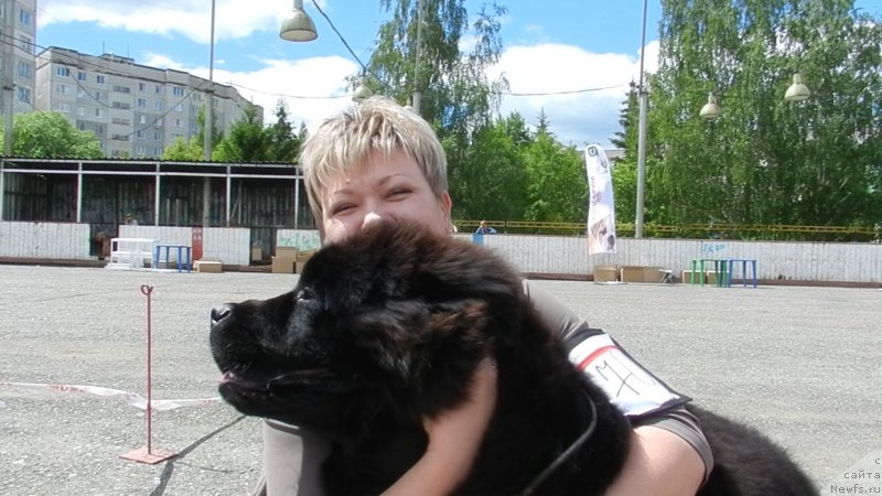 Фото: ньюфаундленд Их Высочество Дивная Царица