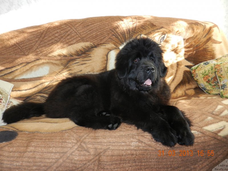 Фото: ньюфаундленд Их Высочество Дивная Царица