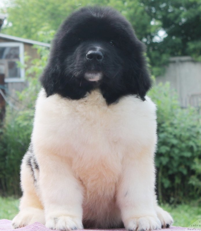 Фотография № 130984