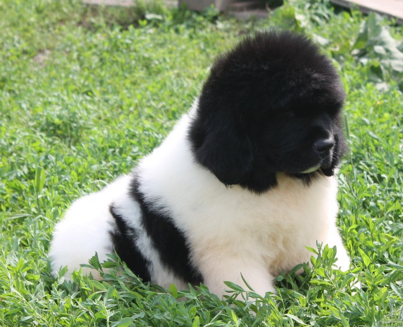 Фото: ньюфаундленд Фиаметтахауз Нунки (Fiamettahauz  Nunki), ньюфаундленд Флагман от Сибирского Медведя (Flagman ot Sibirskogo Medvedja)