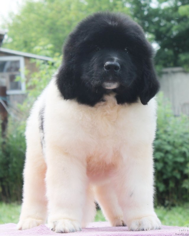 Фото: ньюфаундленд Фиаметтахауз Нунки (Fiamettahauz  Nunki), ньюфаундленд Флагман от Сибирского Медведя (Flagman ot Sibirskogo Medvedja)