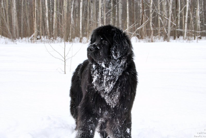 Фото: ньюфаундленд Антей Гранд Победитель
