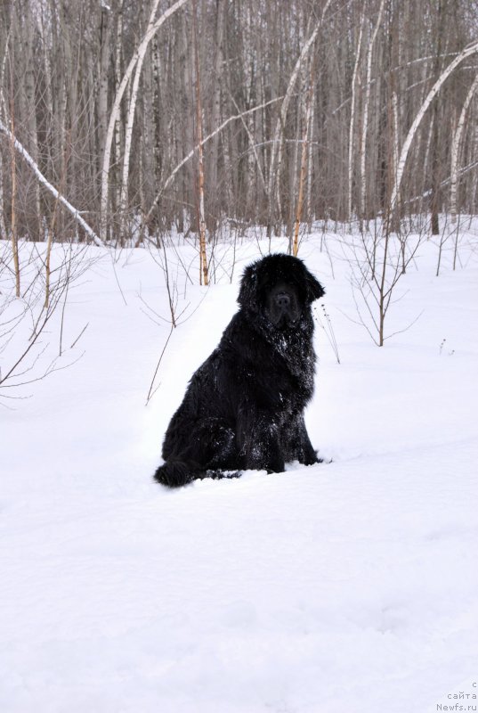 Фото: ньюфаундленд Антей Гранд Победитель