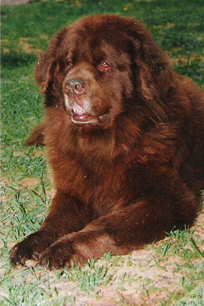 Фото: ньюфаундленд Грэм Алриф Ботсвейн