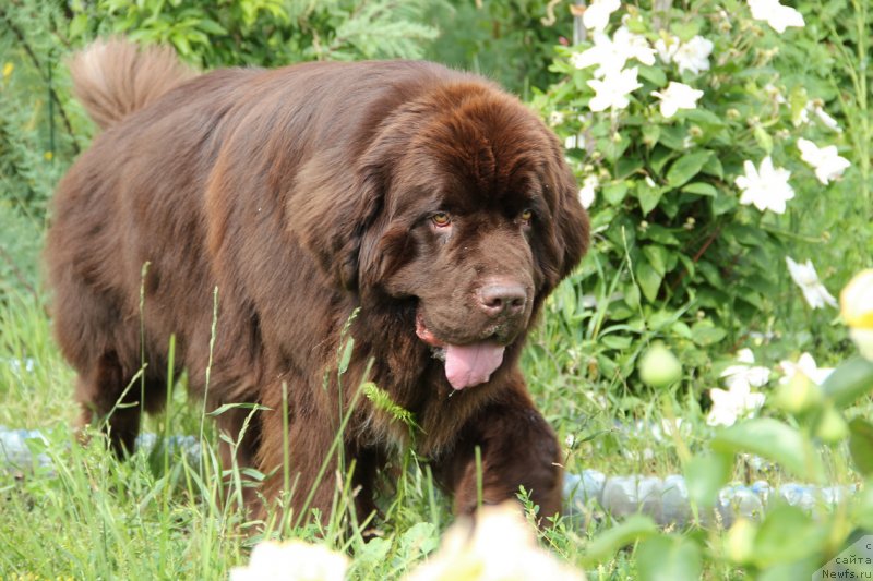 Фото: ньюфаундленд Обуш Шед Янтарный Поцелуй