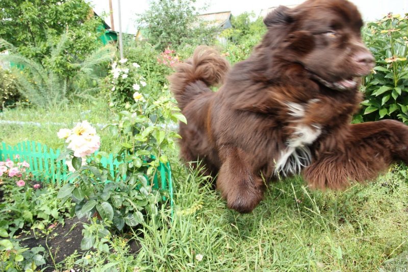 Фото: ньюфаундленд Обуш Шед Янтарный Поцелуй