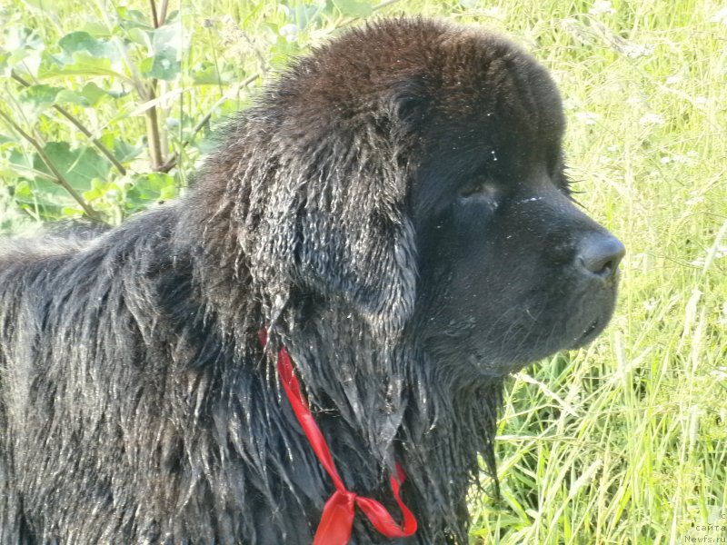 Фото: ньюфаундленд Бегущая по Волнам Центурион Приор