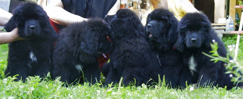 Фото: ньюфаундленд Смигар Лав Стори (Smigar Love Story), ньюфаундленд Смигар Лаки Страйк, ньюфаундленд Смигар Ланком Визаж, ньюфаундленд Смигар Лариста Бьюти, ньюфаундленд Смигар Легенда Весны (Smigar Legenda Vesny)