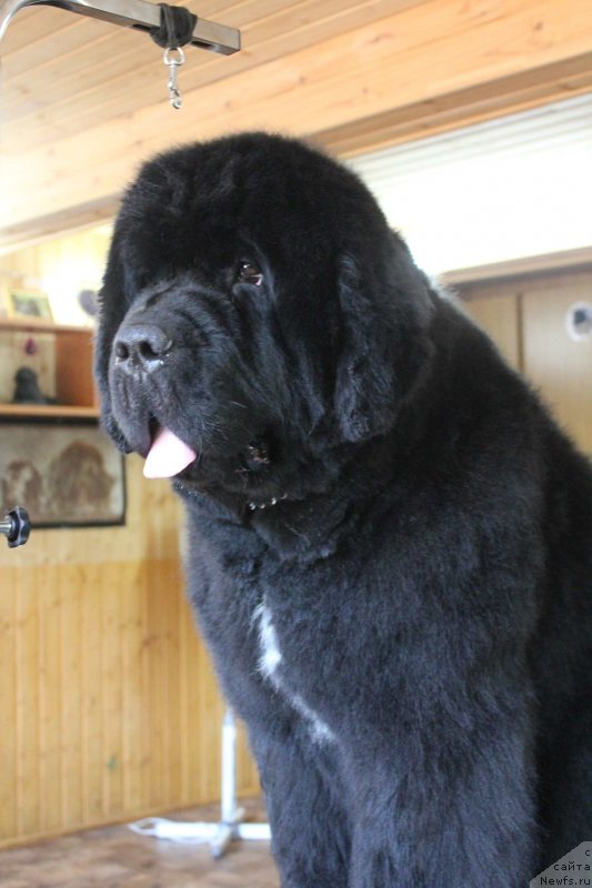 Фотография № 131053