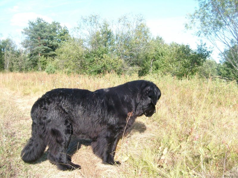 Фото: ньюфаундленд Пчёлкин Дом Дафна (Pchiolkin Dom Dafna)