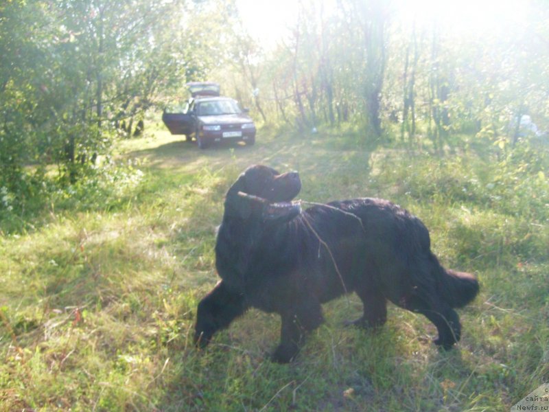Фото: ньюфаундленд Пчёлкин Дом Дафна (Pchiolkin Dom Dafna)