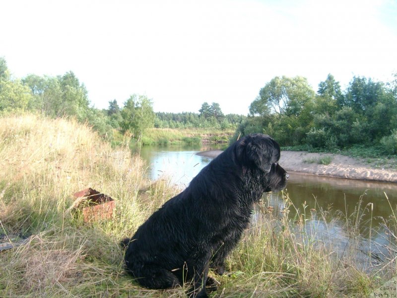 Фото: ньюфаундленд Пчёлкин Дом Дафна (Pchiolkin Dom Dafna)