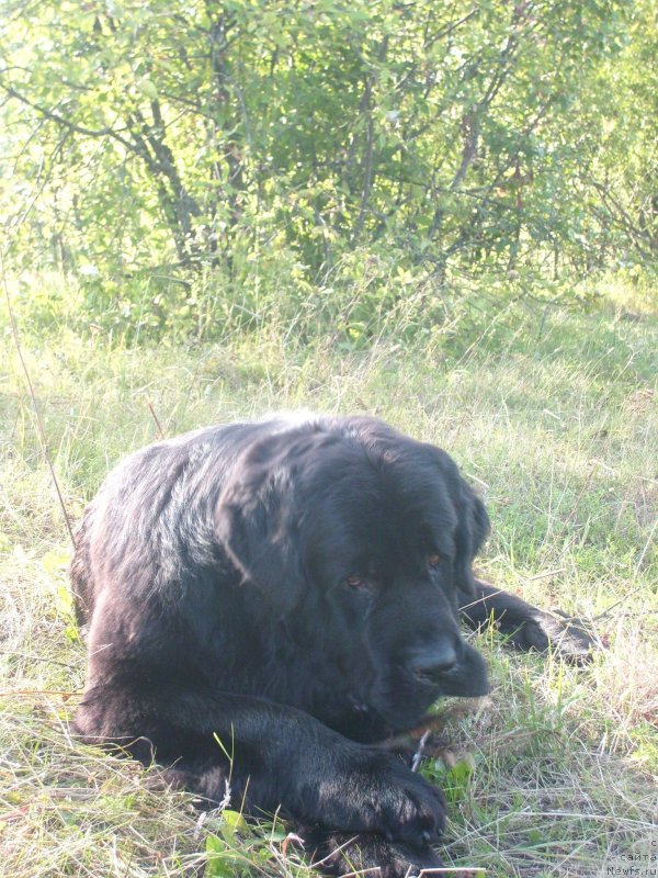 Фото: ньюфаундленд Пчёлкин Дом Дафна (Pchiolkin Dom Dafna)