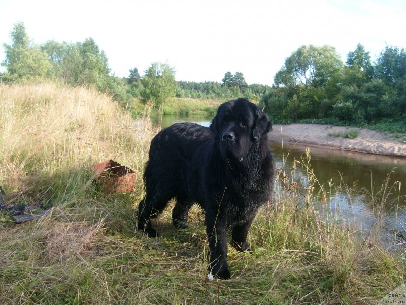 Фото: ньюфаундленд Пчёлкин Дом Дафна (Pchiolkin Dom Dafna)