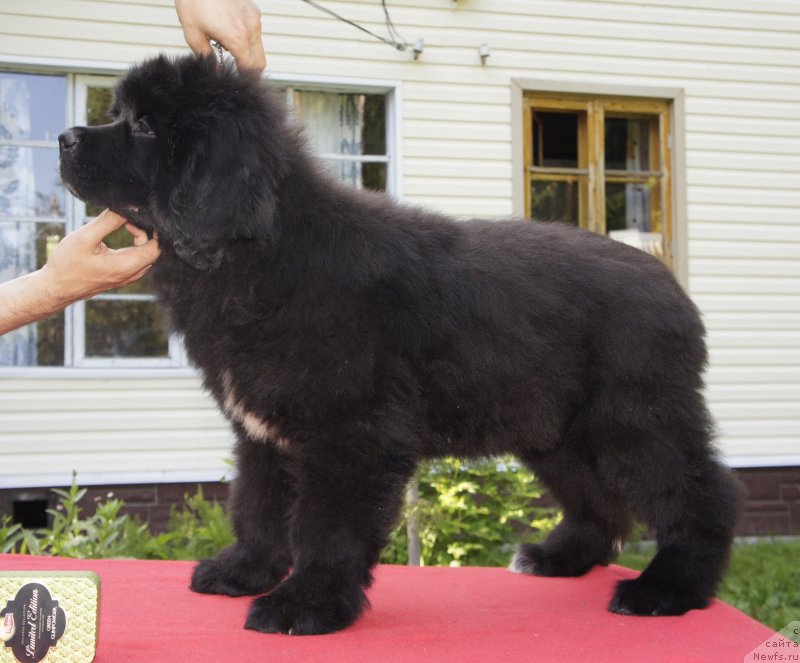 Фото: ньюфаундленд Смигар Лав Стори (Smigar Love Story)