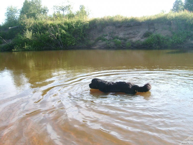 Фото: ньюфаундленд Пчёлкин Дом Дафна (Pchiolkin Dom Dafna)