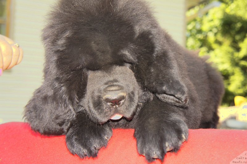 Фото: ньюфаундленд Смигар Лариста Бьюти