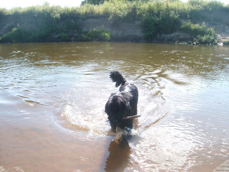 Фото: ньюфаундленд Пчёлкин Дом Дафна (Pchiolkin Dom Dafna)