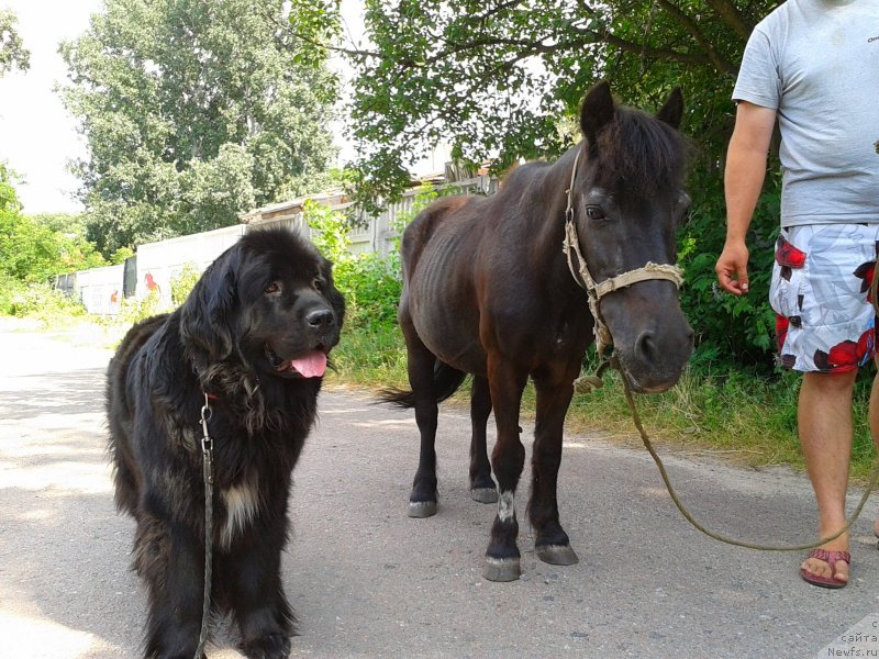 Фото: ньюфаундленд Лесли-Сиа Фловер (Leslley-Sia Flover)