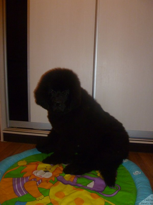 Фото: ньюфаундленд Черная Мафия Зесту Бетту (Chernaya Mafia Zesty Betty)