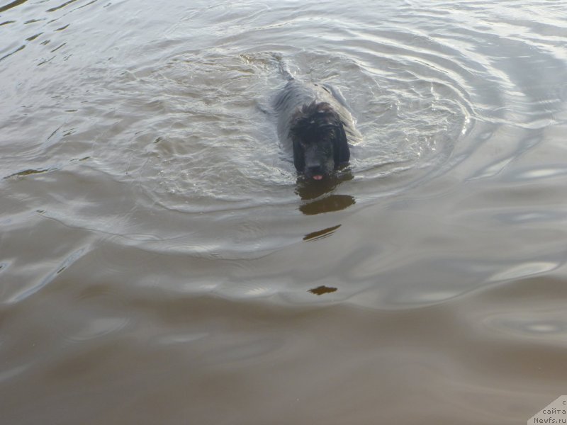Фото: ньюфаундленд Черная Мафия Зесту Бетту (Chernaya Mafia Zesty Betty)