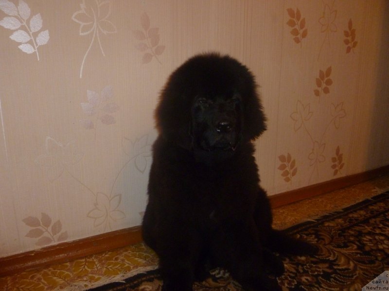 Фото: ньюфаундленд Черная Мафия Зесту Бетту (Chernaya Mafia Zesty Betty)
