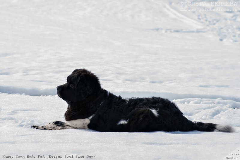Фото: ньюфаундленд Кипер Соул Найс Гай (Keeper Soul Nice Guy)