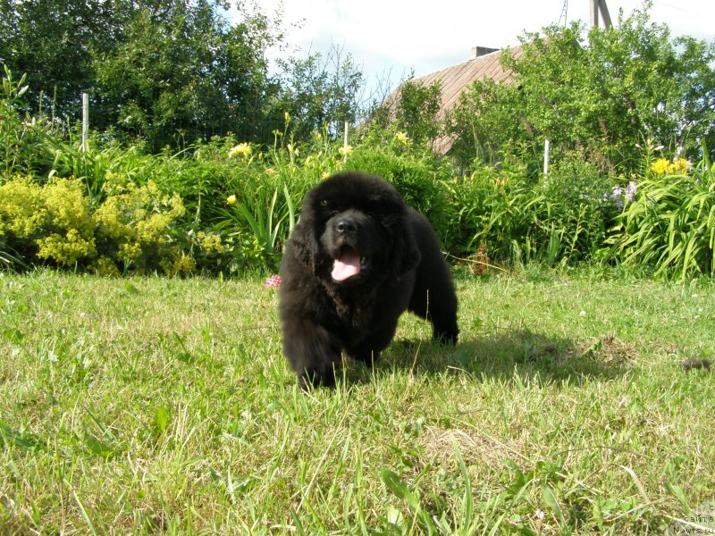 Фото: ньюфаундленд Черная Мафия Маубе Ше Вилл (Chernaya Mafia Maybe She Will)