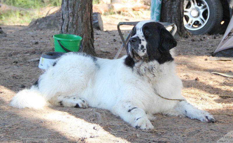 Фотография № 131108