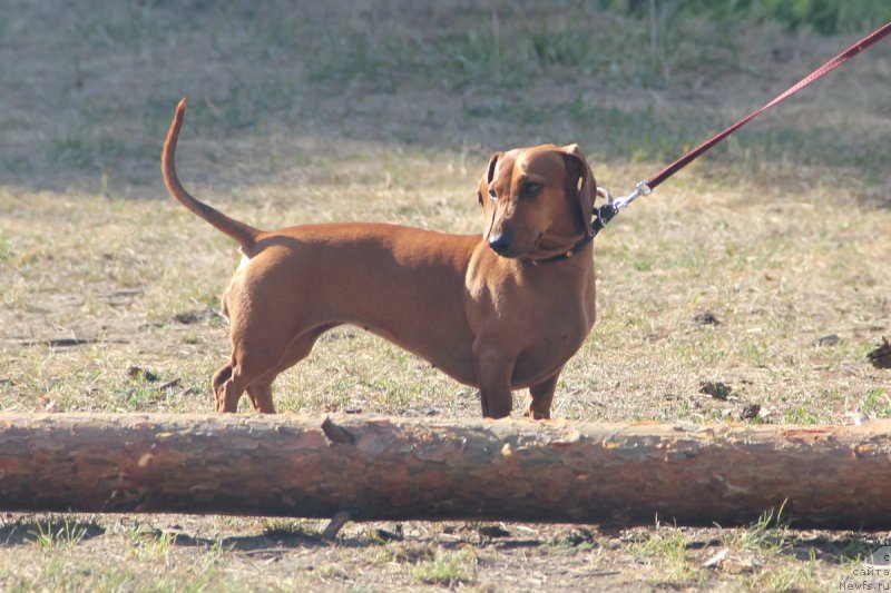 Фотография № 131109