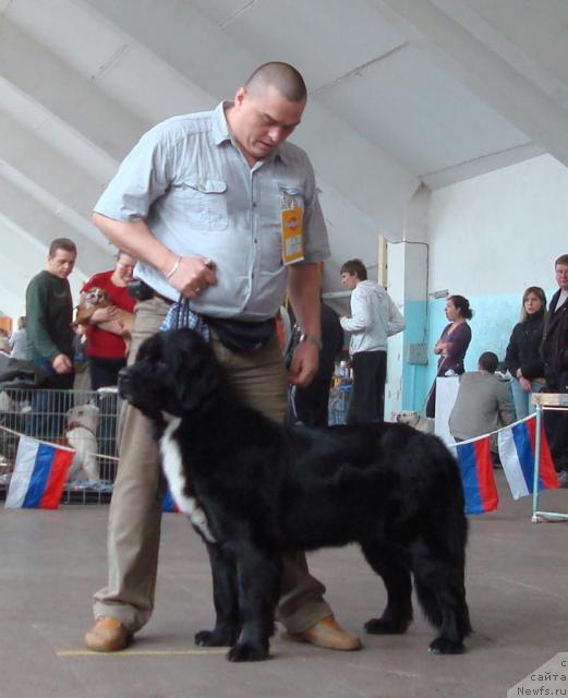 Фото: ньюфаундленд Маг Исполин Каролина