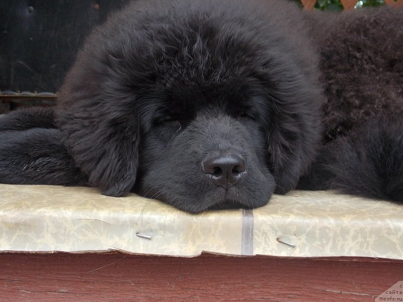 Фотография № 131117