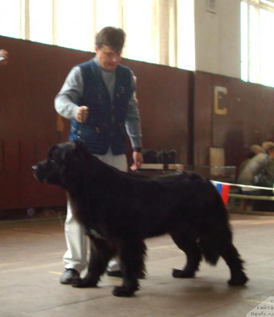 Фото: ньюфаундленд Маг Исполин Копперфильд