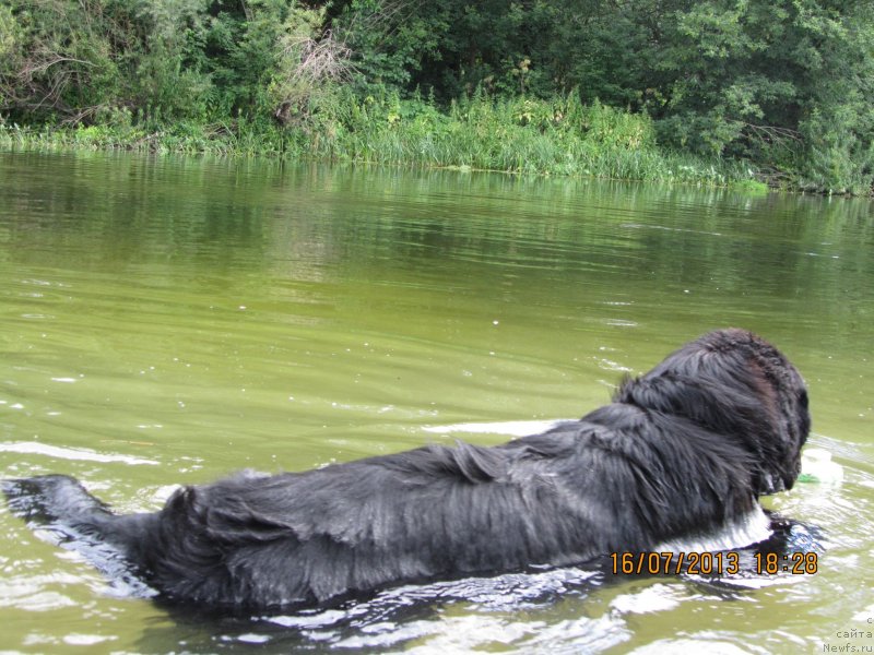 Фото: ньюфаундленд Чинуа Декам Лаки Дэвил