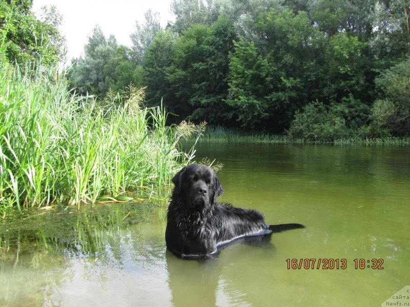 Фото: ньюфаундленд Чинуа Декам Лаки Дэвил