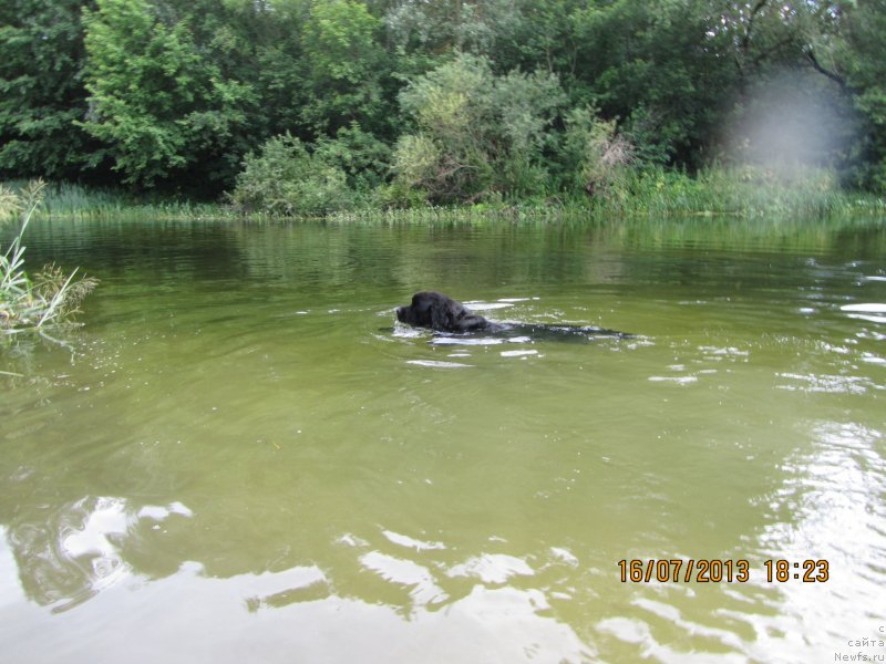 Фото: ньюфаундленд Чинуа Декам Лаки Дэвил