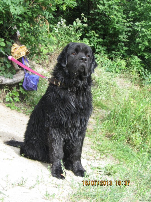 Фото: ньюфаундленд Чинуа Декам Лаки Дэвил