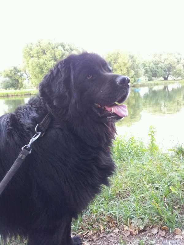 Фото: ньюфаундленд Красс