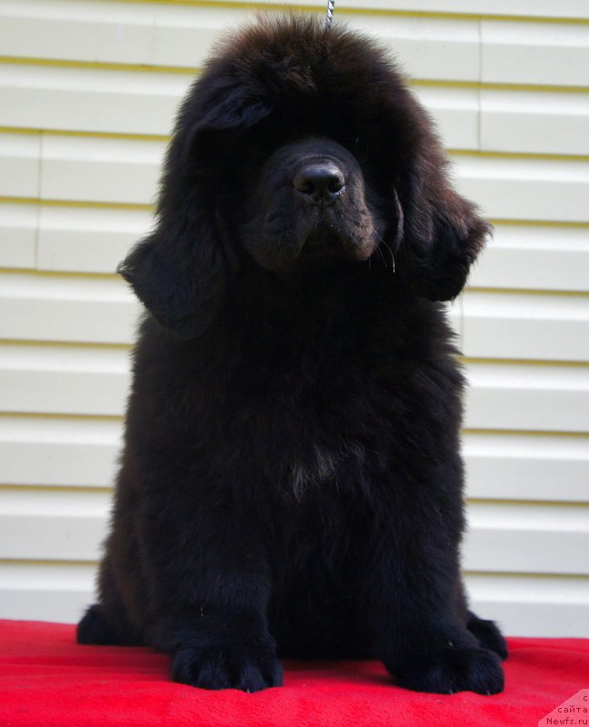 Фото: ньюфаундленд Смигар Лаки Страйк