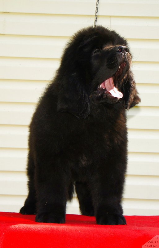 Фото: ньюфаундленд Смигар Лаки Страйк