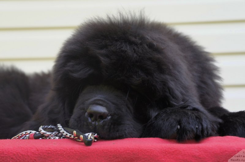Фото: ньюфаундленд Смигар Ланком Визаж